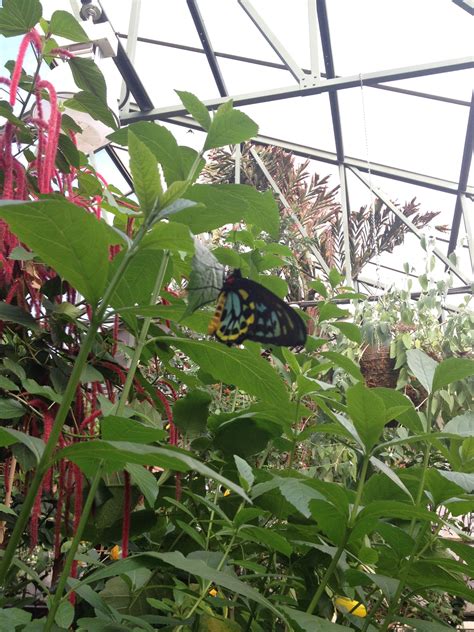 Experiencing a kaleidoscope of colors at the Magic Wings Butterfly Conservatory